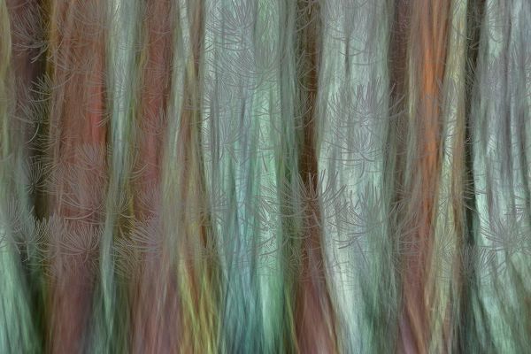 Jaynes Gallery 아티스트의 USA-Washington State-Seabeck Forest fantasy composite in Guillemot Cove Nature Preserve작품입니다.
